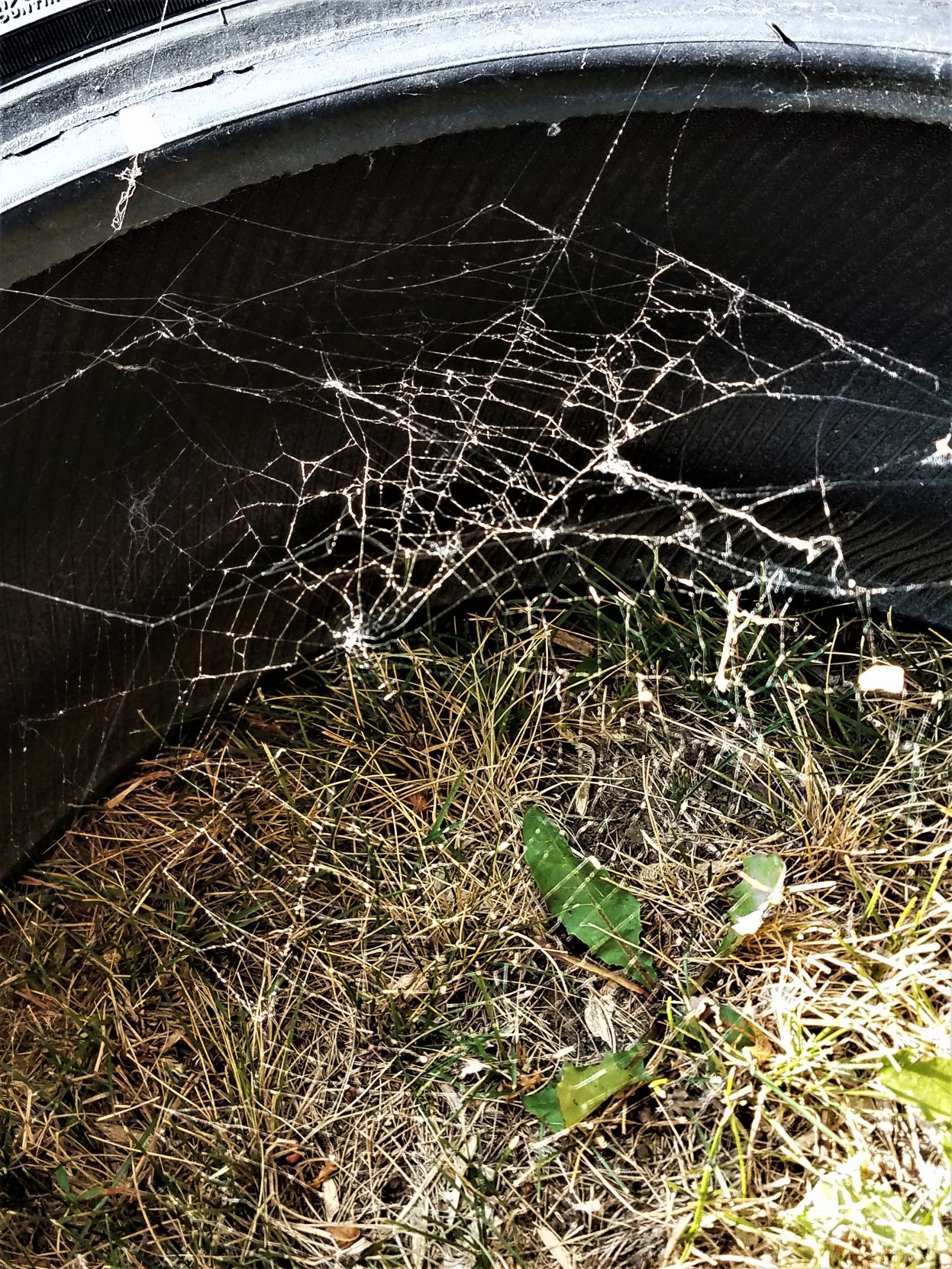 Spider Web